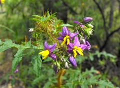 Solanum mitchellianum