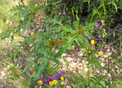 Solanum mitchellianum