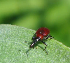 Merhynchites wickhami