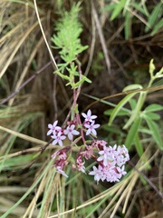 Stevia satureiifolia