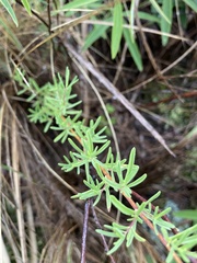 Stevia satureiifolia