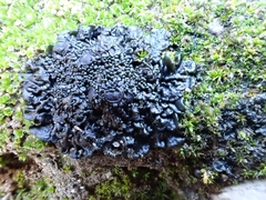 Enchylium polycarpon