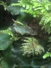 Hypnodendron arcuatum