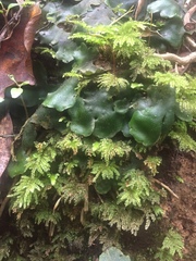 Hypnodendron arcuatum