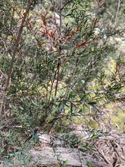 Pultenaea juniperina