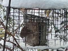 Thryomanes bewickii calophonus