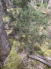 Pultenaea juniperina