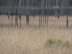 Antigone canadensis pulla