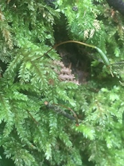 Hypnodendron arcuatum
