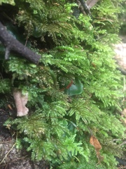 Hypnodendron arcuatum