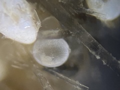 Oolina lineata