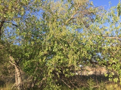 Populus fremontii