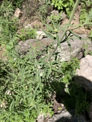 Chromolaena arnottiana