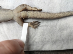 Dactylocnemis pacificus