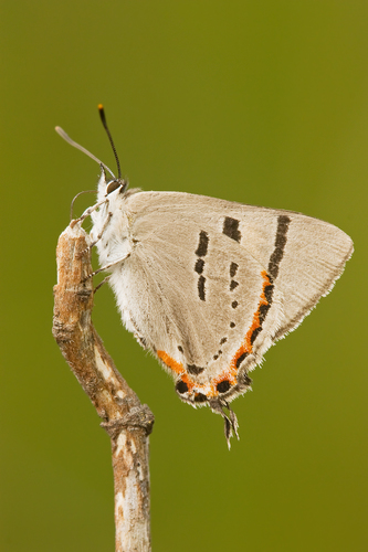 chlorinda hairstreak