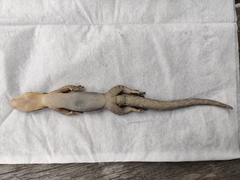 Dactylocnemis pacificus