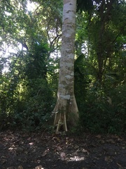 Sterculia apetala image