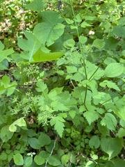 Thaspium chapmanii