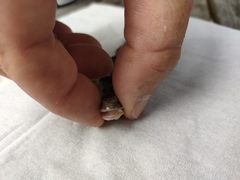 Dactylocnemis pacificus