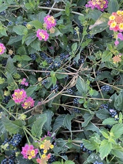 Lantana