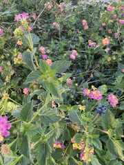 Lantana