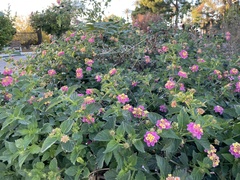 Lantana