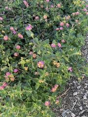 Lantana