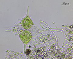 Hydrodictyaceae