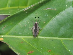 Phaesticus mellerborgi