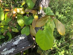 Mallotus claoxyloides