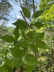 Philadelphus hirsutus
