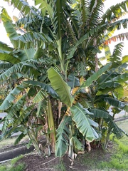 Musa × paradisiaca