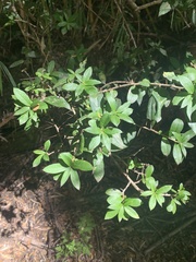 Archidasyphyllum diacanthoides