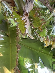 Musa × paradisiaca