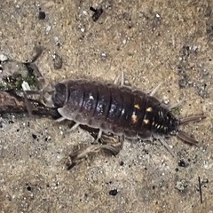 Porcellio ornatus