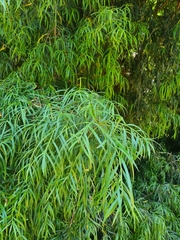 Podocarpus salignus