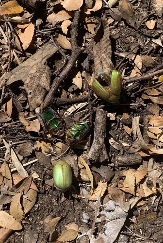 Modialis prasinella