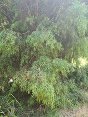 Podocarpus salignus