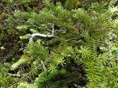 Podocarpus acutifolius