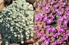 Gibbaeum petrense