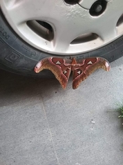 Attacus atlas