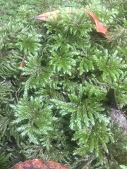 Mniodendron colensoi