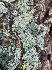 Physcia millegrana
