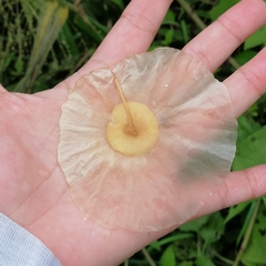 Aspidosperma