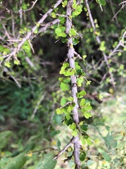 Phyllanthus microcladus