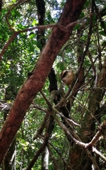 Aphrastura spinicauda fulva