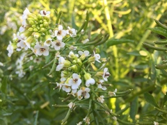 Nasturtium officinale