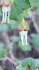 Ribes divaricatum pubiflorum