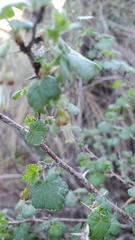 Ribes divaricatum pubiflorum