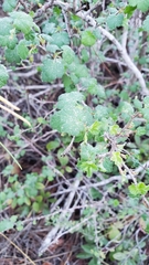 Ribes divaricatum pubiflorum